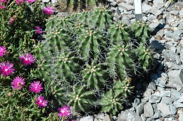 Echinocereus_triglochidiatu